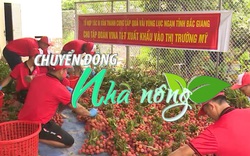 Chuyển động Nhà nông 29/3: Bắc Giang dự kiến xuất khẩu 1.600 tấn vải sang Mỹ, EU