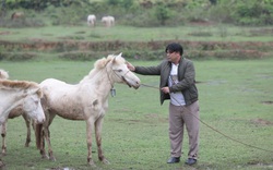 Bắc Giang: Nông dân nuôi ngựa bạch, chỉ cho ăn cỏ mà cứ bán 1 con to thu ngay 80-120 triệu