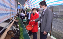 Thanh Hóa:  Phát triển Chi, Tổ hội nghề nghiệp trồng cây, nuôi con đặc sản, nông dân vùng cao Quan Hóa nhanh khá giả