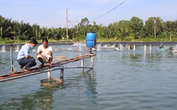 Giá thức ăn chăn nuôi tăng không biết đâu mà lần, nông dân đành phải làm điều này