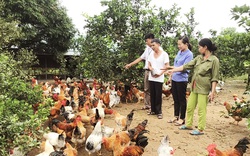 Nuôi gà đặc sản la liệt dưới tán cây, nông dân nghèo Quảng Ninh nhanh "có của ăn của để"
