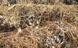 Quy trình trồng và thu hoạch hàng triệu cây nấm
