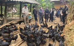 Hiệu quả mô hình nuôi gà đen H'Mông thương phẩm thả vườn, đồi theo hướng an toàn sinh học ở vùng cao Sơn La