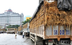Một mặt hàng chủ lực của Việt Nam xuất sang Trung Quốc giảm thê thảm hàng chục triệu USD