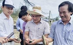 Quảng Ngãi:
Lập Hội đồng thẩm định dự án nông nghiệp ứng dụng công nghệ cao
