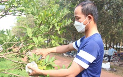 Làm việc theo nhóm là gì mà giúp "việc đồng áng" của nông dân ở Tây Ninh trôi chảy?