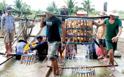 Mỹ, Trung Quốc ráo riết thu gom, 8 loại nông sản này của Việt Nam đột ngột tăng giá trị xuất khẩu