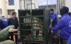 Những hình ảnh đầu tiên 8 con hổ được giải cứu ở Nghệ An về đến Vườn thú Hà Nội