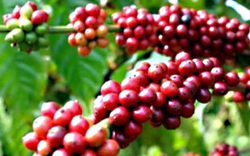 Giá cà phê nhân Đắk Lắk giảm mạnh, đây là cách trị bệnh nấm hồng trên cây cà phê