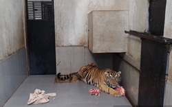 Đêm nay (4/3), 8 con hổ được giải cứu ở Nghệ An được chuyển đến Vườn thú Hà Nội