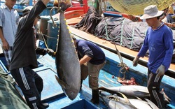 Chiến sự Nga - Ukraine: Đơn hàng bán một loài cá của Việt Nam đã gửi đi Nga buộc phải quay lại