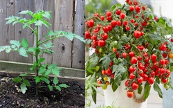 Dùng 6 thứ này "tẩm bổ" cho cây cà chua, cây "suy dinh dưỡng" bỗng dưng lớn vọt, cho ra quá trời trái