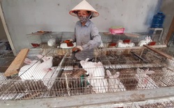 Lai châu: Hội Nông dân phường Quyết Tiến hỗ trợ hội viên, nông dân phát triển kinh tế