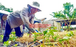 Giá phân bón đứng ở mức cao, nhiều nông dân Hậu Giang quyết "chia tay, quay lưng" với phân bón hóa học