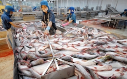 Đang chiếm vị trí độc tôn xuất khẩu một loài cá sang Nga, doanh nghiệp Việt kêu khó đòi tiền vì đồng Ruble mất giá