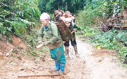 Thì ra lộc rừng mùa xuân ở Bắc Kạn là một thứ  "rau rừng" mọc nhọn hoắt trồi từ dưới đất lên