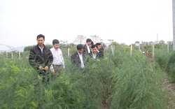 Trồng thứ rau thoạt nhìn như cây cảnh, cứ sáng ra ông nông dân Bắc Giang "hái" 2 triệu đồng