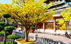 Thành phố Huế xây dựng thương hiệu cây Mai vàng nổi bật như hoa anh đào của Nhật Bản