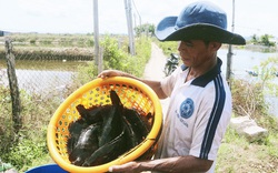 Nuôi loài cá đặc sản, toàn con đủ cân đủ lạng, lại bán giá tăng, vì sao nông dân Khánh Hòa vẫn lo phập phồng?