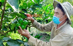 Cam sành, chanh không hạt rủ nhau đồng loạt tăng giá bất ngờ, cứ 1 công nông dân Hậu Giang lãi 30-40 triệu