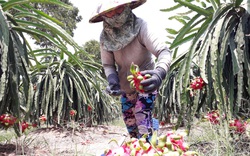 Giá thanh long lọt sàn, mỗi kg bán ra nông dân lỗ 5.000 - 7.000 đồng