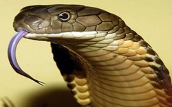 Bất ngờ về loài rắn độc dài nhất thế giới: Dài tới 7m, sống thọ hơn 20 năm