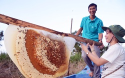 Cà Mau xác lập kỷ lục tổ ong lớn nhất, tổ chức ngày hội cua biển và vô số đặc sản trứ danh