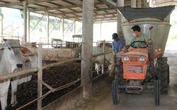 Agribank đồng hành cùng người dân nuôi bò tại huyện Đức Hòa, tỉnh Long An