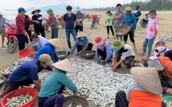 Tận mắt thấy hàng tấn cá trích, cá cơm, cá đù chất la liệt ở bãi biển Hà Tĩnh, người xúm đen xúm đỏ