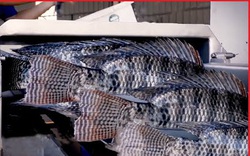 Quy trình nuôi và thu hoạch cá rô phi công nghệ cao