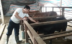 Thái Nguyên: Chỉ nuôi có "nhõn" 9 con bò cái mà làm cách nào để anh nông dân đút túi ngon ơ 200 triệu/năm?