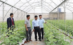 Bắc Giang: Trồng rau công nghệ cao, nuôi gà công nghệ sinh học nông dân giỏi ở Hiệp Hòa thu tiền tỷ