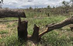 Vụ phá rừng quy mô lớn tại Đắk Lắk: Hàng ngàn mét khối gỗ bị cưa hạ