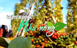 Chuyển động Nhà nông 10/4: Xuất khẩu hồ tiêu tăng trưởng ấn tượng