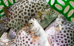 Cà Mau đề xuất 3 loài thủy sản hỗ trợ xây dựng bảo hộ quyền sở hữu trí tuệ, đó là những con gì?