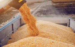 Trung Quốc xem xét phê duyệt một sản phẩm ngô mới khi giá ngũ cốc toàn cầu tăng cao nhất mọi thời đại