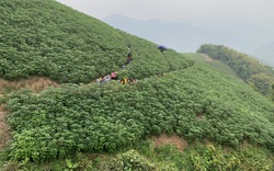 Hiệu quả của cây gai xanh tại tỉnh Sơn La