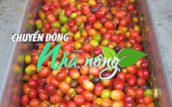 Chuyển động Nhà nông 12/4: Giá cà phê thế giới lần đầu tiền giảm sau 17 tháng tăng liên tiếp