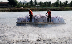 Giá cá tra thương phẩm tăng gần 10.000 đồng/kg