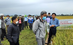 Quảng Nam: Ra tận đồng ruộng hướng dẫn nông dân cách trồng lúa thân thiện với môi trường