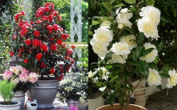 3 điểm mấu chốt để cây cảnh hoa hồng trà phát lộc, nở hoa, dễ tới mức ai cũng làm được