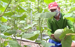 Mát tay trồng “dưa vua” giữa đồng chua nước phèn, ông nông dân Long An hái trái vụ nào thắng vụ đó