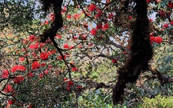 Lai Châu: "Phát hờn" khi vô rừng hoa đỗ quyên đẹp như miền cổ tích trên đỉnh Nam Kang Ho Tao