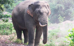 Đồng Nai: Đưa công nghệ hiện đại vào giám sát voi rừng 