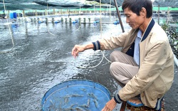 Một ông nông dân Quảng Nam nuôi tôm công nghệ cao kiểu gì mà bắt toàn con to, thu 60 tỷ/năm, lãi ròng 15-20 tỷ?