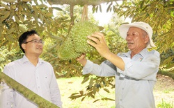 Mưa trái mùa lại lăm le gieo sầu chung cho nông dân trồng trái đặc sản thơm khắp vườn ở Bình Phước