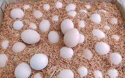 Trứng gà gì ở Tiền Giang tăng mạnh, chủ trại cứ bán 1 quả lãi ngay 300-400 đồng?