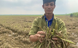 Lúa chết la liệt sau mưa lũ bất thường ở Quảng Bình, nông dân kêu, không biết lấy gì mà ăn