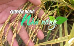 Chuyển động Nhà nông 17/4: Cảnh báo bệnh đạo ôn cổ bông trên lúa đông xuân