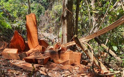 Có mấy chục héc ta rừng ở tỉnh Kon Tum bị lâm tặc "làm thịt" trong 3 tháng đầu năm 2022?